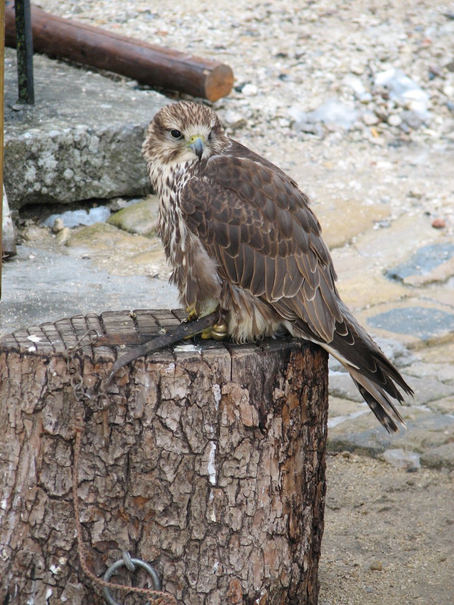 Fauconnerie - Fête médiévale au Château de Joux (25) - Photo n16