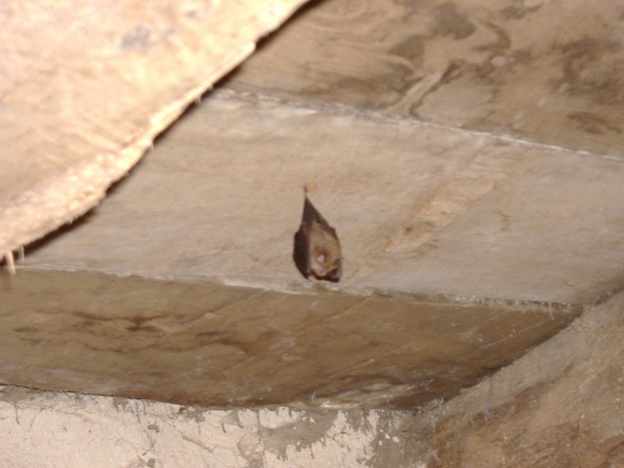 Chauves-souris - Créatures volantes - Photo n1