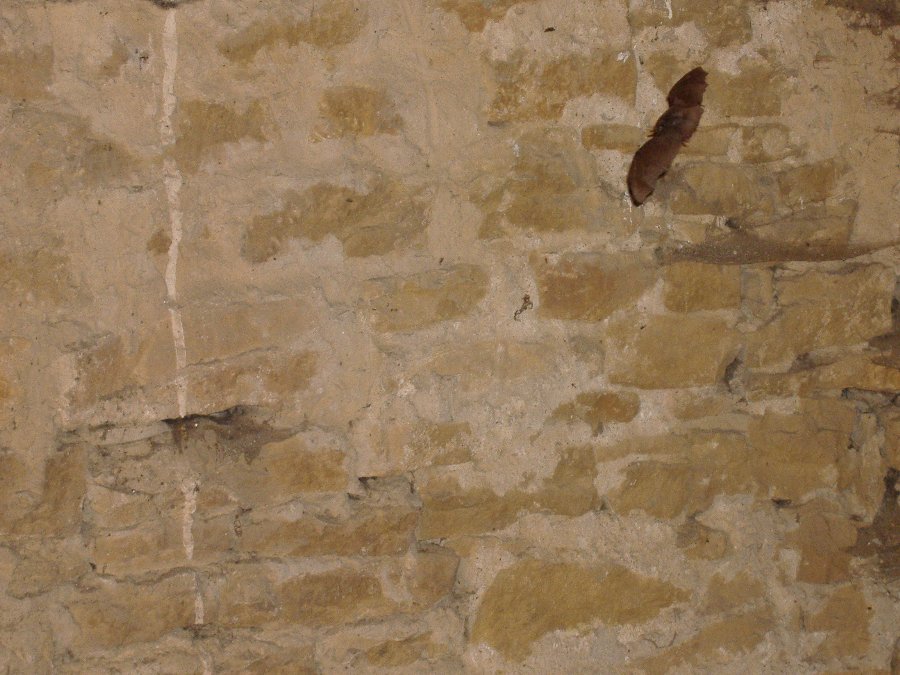 Chauves-souris - Créatures volantes - Photo n5
