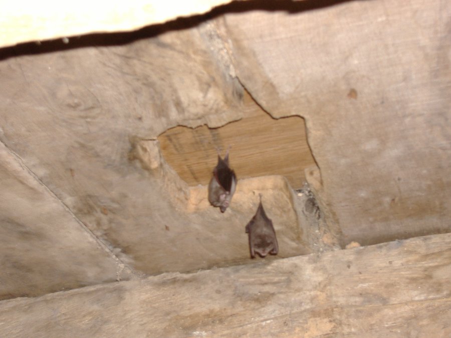 Chauves-souris - Créatures volantes - Photo n10