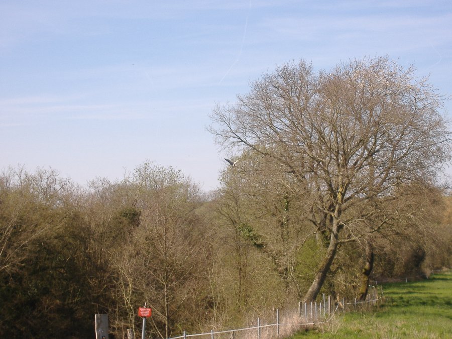 Cigognes et nature alentours - Visite de Marsal - Avril 2007 - Photo n21