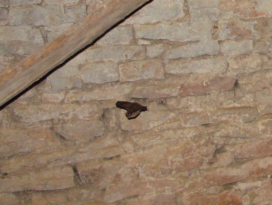 Le Château - Fête médiévale au Château de Gondenans-Montby (70) - Photo n32