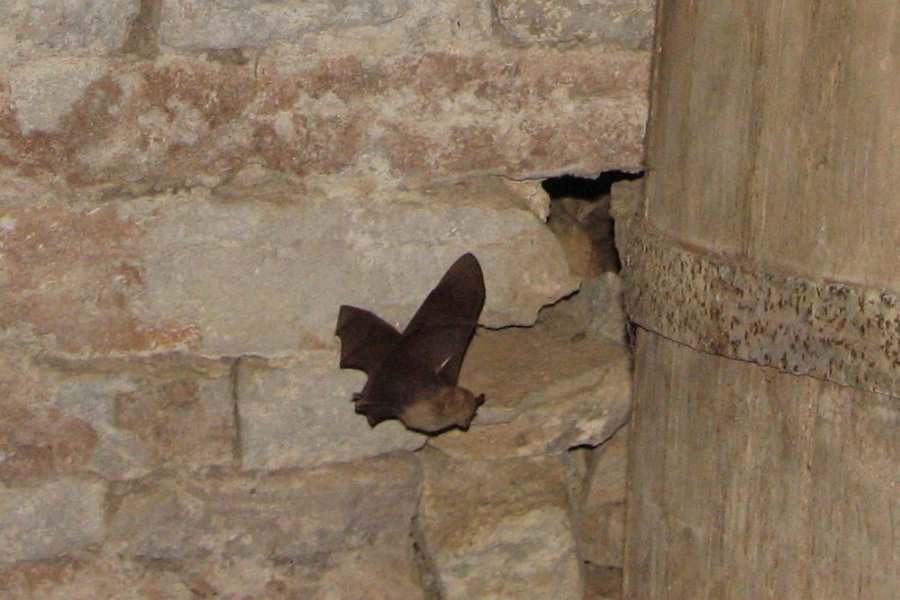 Le Château - Fête médiévale au Château de Gondenans-Montby (70) - Photo n35