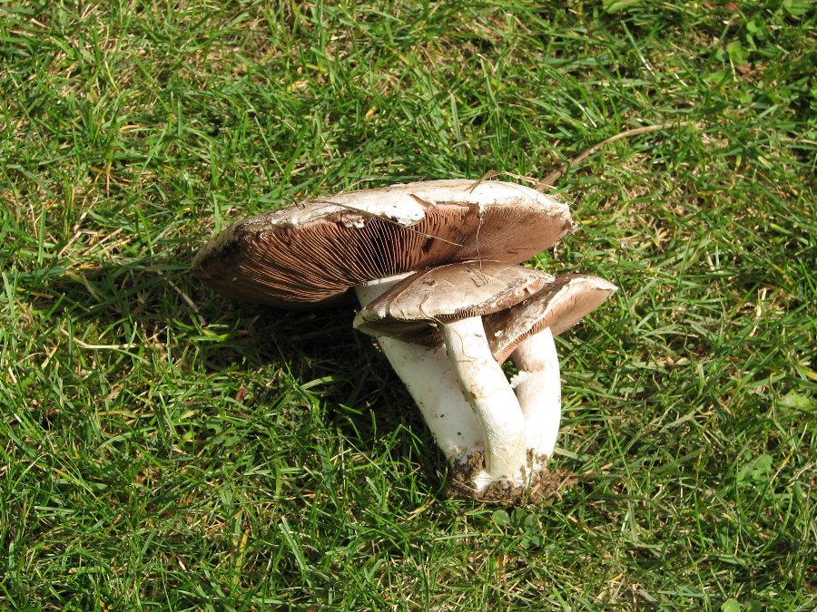 Cueillette champignons - Monuments et paysages Comtois - Photo n2