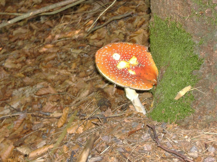 Cueillette champignons - Monuments et paysages Comtois - Photo n4