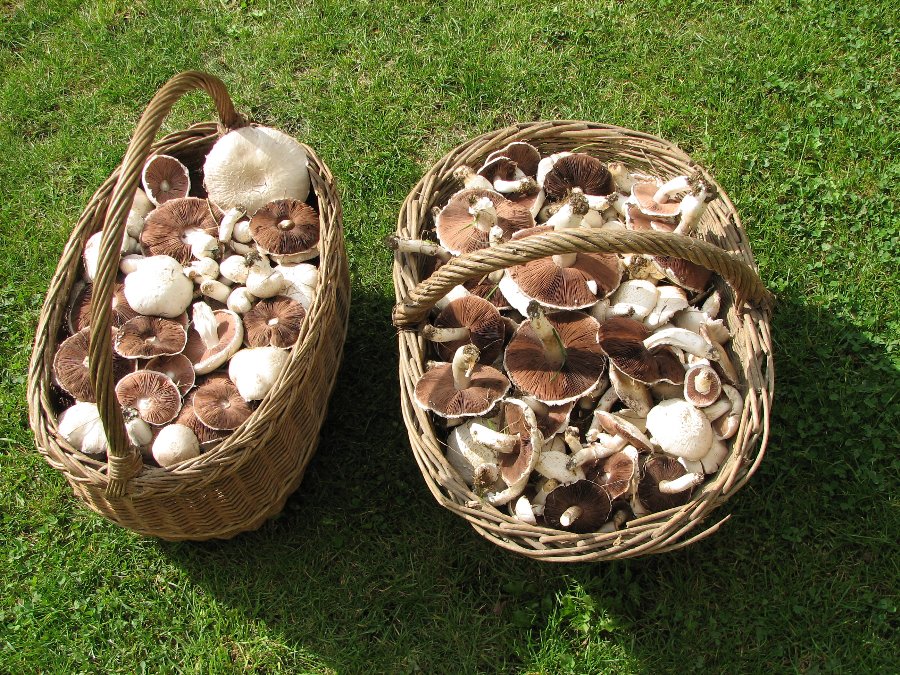 Cueillette champignons - Monuments et paysages Comtois - Photo n5